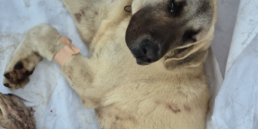 288374cd-5812-43ce-a05a-18daae72e54d